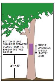 Land Wisdom: The Purple Stripe